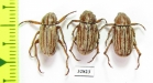 Melolonthinae sp., pair  Honduras - INSECTS-STORE.RU