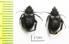 Hopliini sp.  South Africa Rep. - INSECTS-STORE.RU