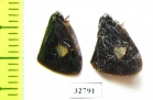 Homoptera sp.  Indonesia, Papua - INSECTS-STORE.RU