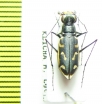 Cicindela macrocnema chevrolati  Costa Rica - INSECTS-STORE.RU