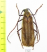 Erioderus sp., male  South Africa Rep. - INSECTS-STORE.RU