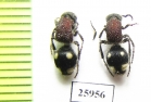 Mutillidae sp.  South Africa Rep. - INSECTS-STORE.RU