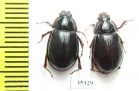 Hybosoridae sp.  Tanzania - INSECTS-STORE.RU