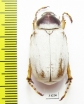 Chioneosoma komarowi nix, male  Uzbekistan - INSECTS-STORE.RU