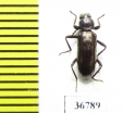 Tenebrionidae sp.  Malaysia, Borneo - INSECTS-STORE.RU