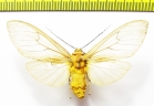 Erebidae sp.  Honduras - INSECTS-STORE.RU