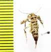 Agriopis marginaria  Russia, Moscow reg. - INSECTS-STORE.RU