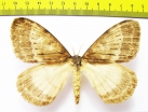 Saturniidae sp.?  South Africa Rep. - INSECTS-STORE.RU