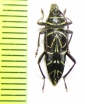 Megacyllene angulata  Peru - INSECTS-STORE.RU