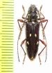 Ambonus albomaculatus  Bolivia - INSECTS-STORE.RU