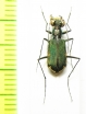 Myriochila semicincta  Australia - INSECTS-STORE.RU