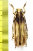 Cerambycidae sp.  China, Yunnan prov. - INSECTS-STORE.RU