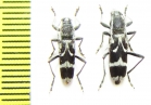 Chlorophorus figuratus  Russia, Voronezh reg. - INSECTS-STORE.RU