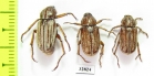 Melolonthinae sp., pair  Honduras - INSECTS-STORE.RU