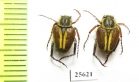 Hopliini sp.  South Africa Rep. - INSECTS-STORE.RU