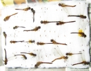 Odonata sp.  Russia, Tver reg. - INSECTS-STORE.RU
