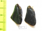 Homoptera sp.  Indonesia, Papua - INSECTS-STORE.RU