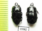 Hololepta reichii  Paraguay - INSECTS-STORE.RU