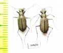 Cicindelinae sp., pair  Peru - INSECTS-STORE.RU