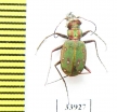 Cicindela maroccana  Morocco - INSECTS-STORE.RU
