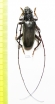 Cerambycidae sp.  South Africa Rep. - INSECTS-STORE.RU