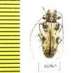 Cerambycidae sp.  South Africa Rep. - INSECTS-STORE.RU