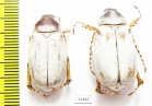 Chioneosoma komarowi nix, pair  Uzbekistan - INSECTS-STORE.RU