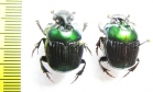 Oxysternon silenus, male Peru - INSECTS-STORE.RU