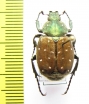 Gnorimus subopacus, male  Russia, Far East - INSECTS-STORE.RU