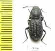 Tenebrionidae sp.  Australia - INSECTS-STORE.RU