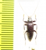 Bolbostetha sp.  Malaysia - INSECTS-STORE.RU