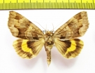 Chrysorithrum amata  Russia, Far East - INSECTS-STORE.RU