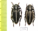 Dorcadion holosericeum tristriatum, pair  Russia, Krasnodar reg. - INSECTS-STORE.RU