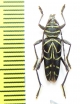 Megacyllene sp.  Peru - INSECTS-STORE.RU