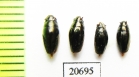 Gyrinidae sp.  Myanmar - INSECTS-STORE.RU