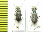 Cicindelinae sp., pair  Madagascar - INSECTS-STORE.RU
