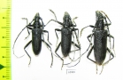 Cerambyx scopolii, pair  Russia, Ryazan reg. - INSECTS-STORE.RU