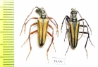 Stenocorus vittatus  Kazakhstan - INSECTS-STORE.RU