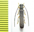 Oberea morio  Russia, Far East - INSECTS-STORE.RU