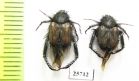 Hopliini sp.  South Africa Rep. - INSECTS-STORE.RU