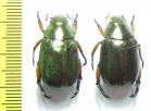 Rutelinae sp.  Malaysia, Borneo - INSECTS-STORE.RU