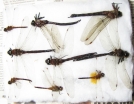 Odonata sp.  Russia, Tver reg. - INSECTS-STORE.RU