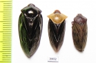 Homoptera sp.  Indonesia, Sumatra - INSECTS-STORE.RU