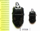 Hololepta sp.  Paraguay - INSECTS-STORE.RU