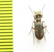 Cicindelinae sp.  Peru - INSECTS-STORE.RU
