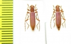Cerambycidae sp.  Malawi - INSECTS-STORE.RU