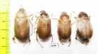 Chioneosoma pulvereum, pair  Russia, Astrakhan reg. - INSECTS-STORE.RU