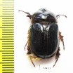 Parisomorphus niger  Madagascar - INSECTS-STORE.RU