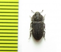 Trachypholis sp.  India - INSECTS-STORE.RU