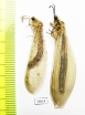 Myrmeleontidae sp.  Tajikistan - INSECTS-STORE.RU